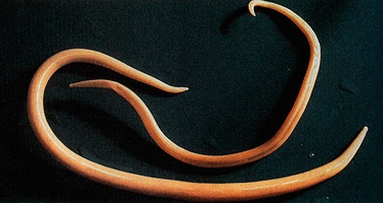 Asarids